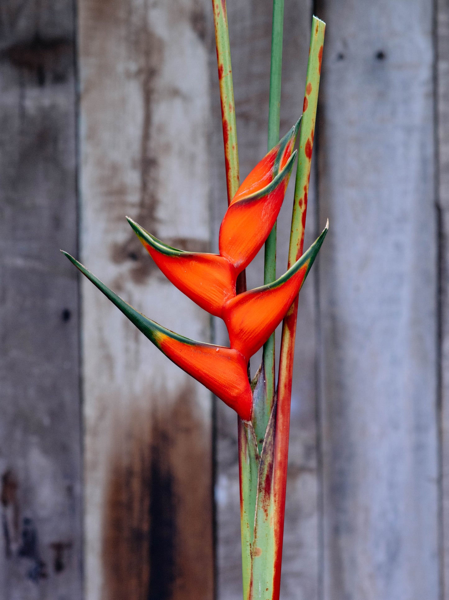 Claw 2 Heliconia 5 x Rhizomes