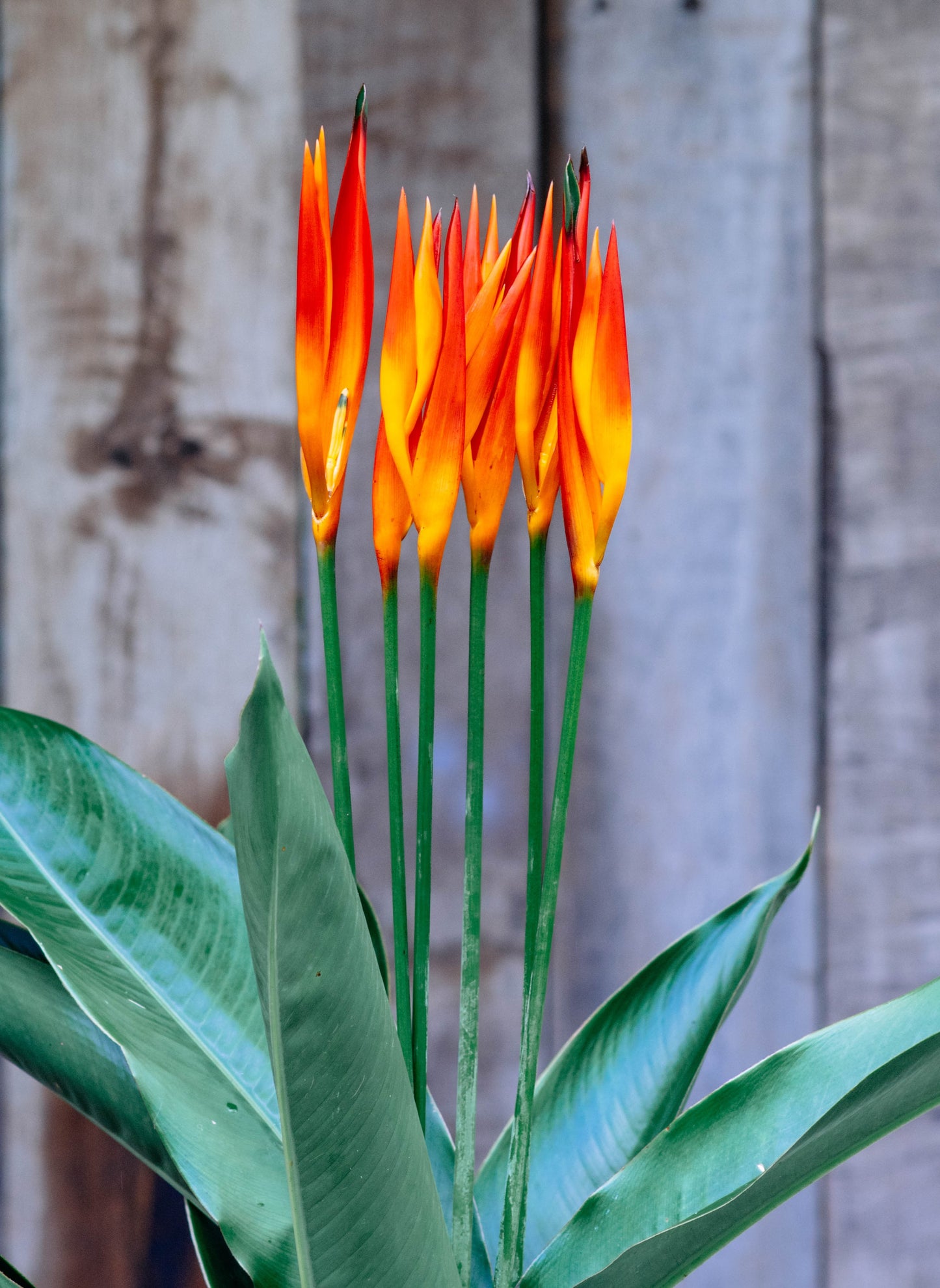 Petra Heliconia 10 x Rhizomes