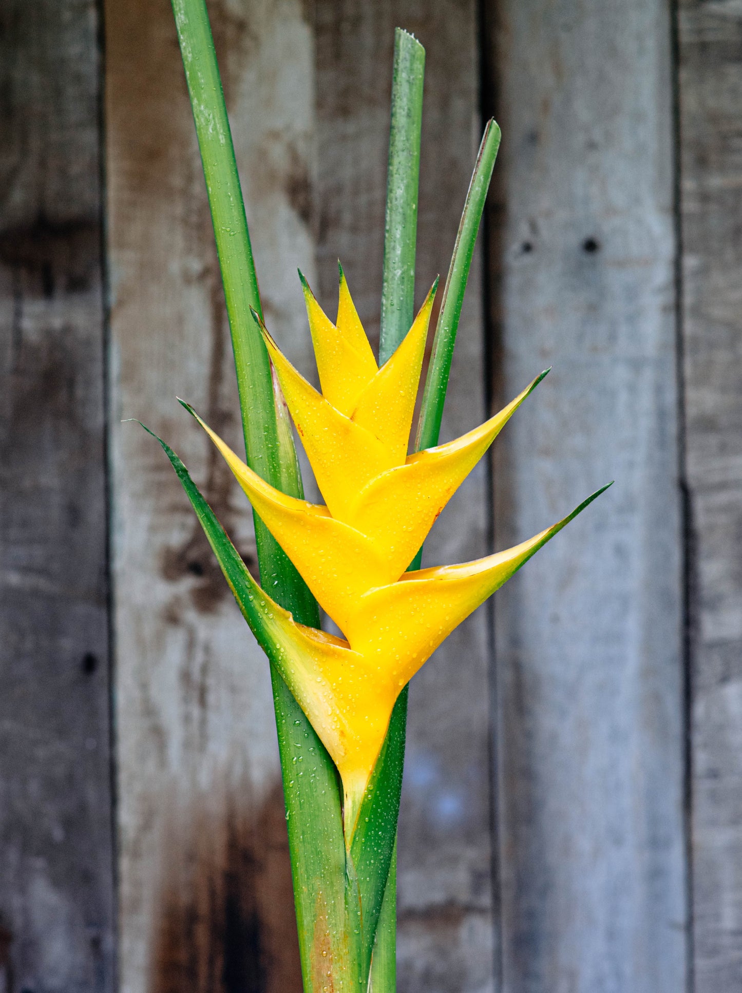 Caribaea Gold Heliconia 3 x Rhizomes