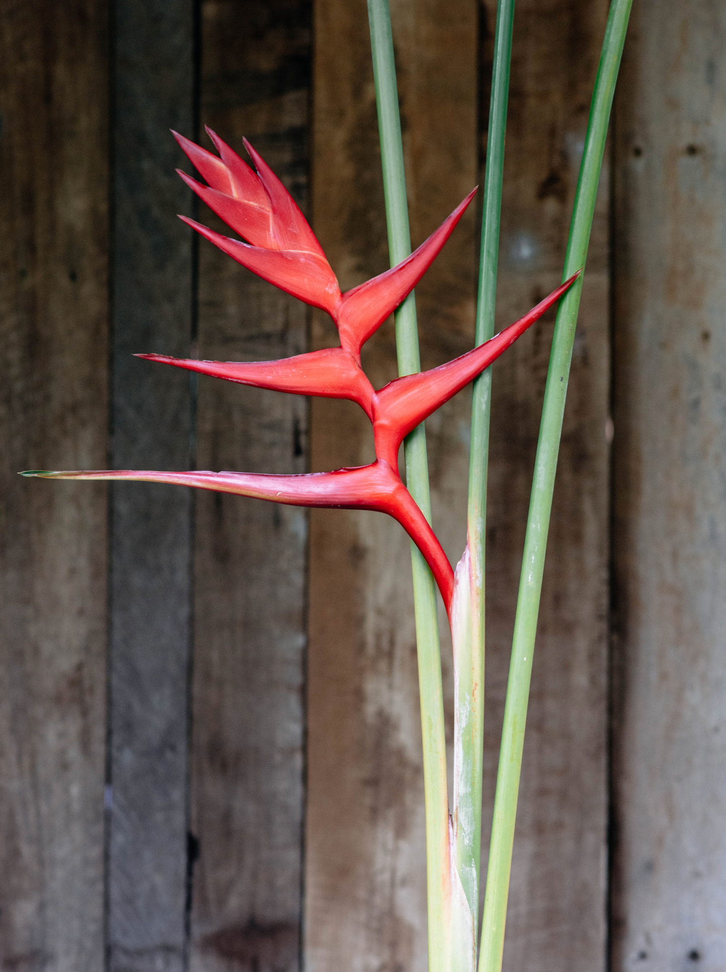 Hot Rio Night Heliconia 3 x Rhizomes