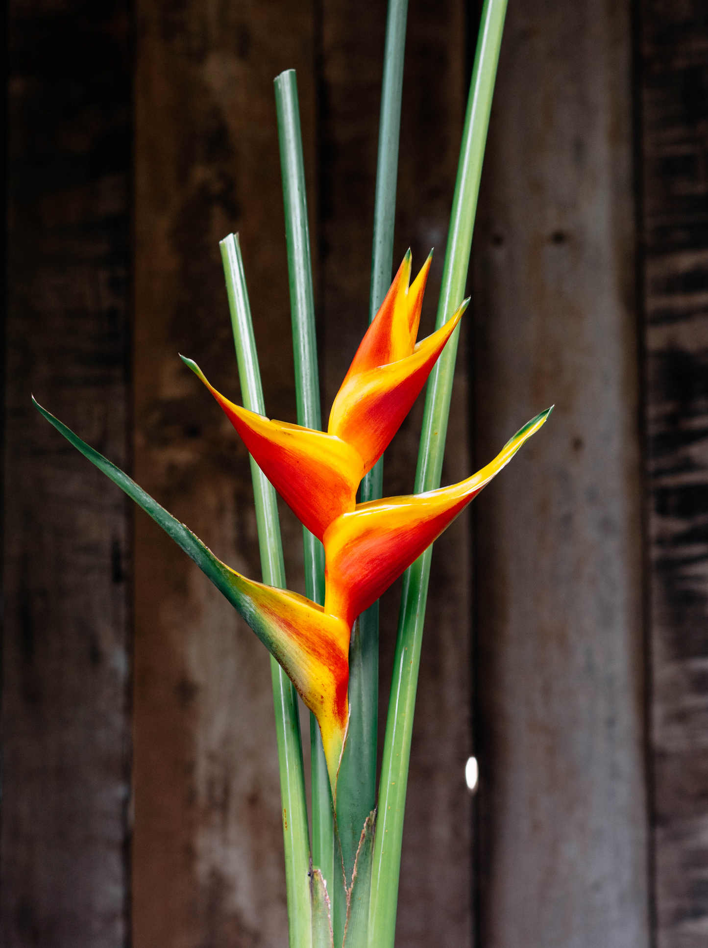Jacquinii Heliconia 3 x Rhizomes