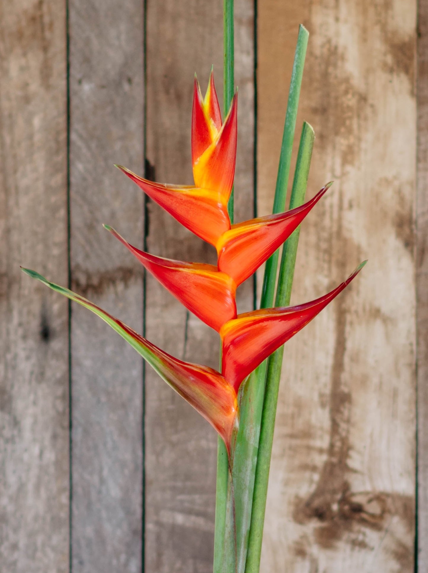 Kawauchi Heliconia 3 x Rhizomes