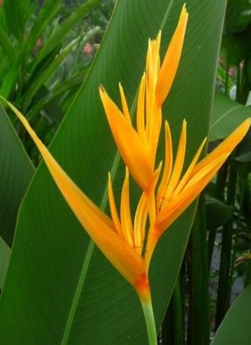 Golden Torch 10 x Rhizomes