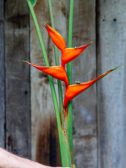 Firebird Heliconia Rhizome