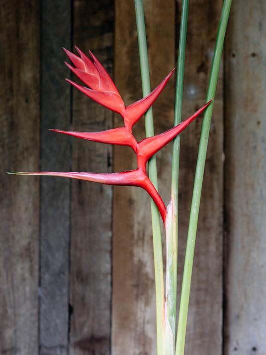 Hot Rio Night Heliconia Rhizome