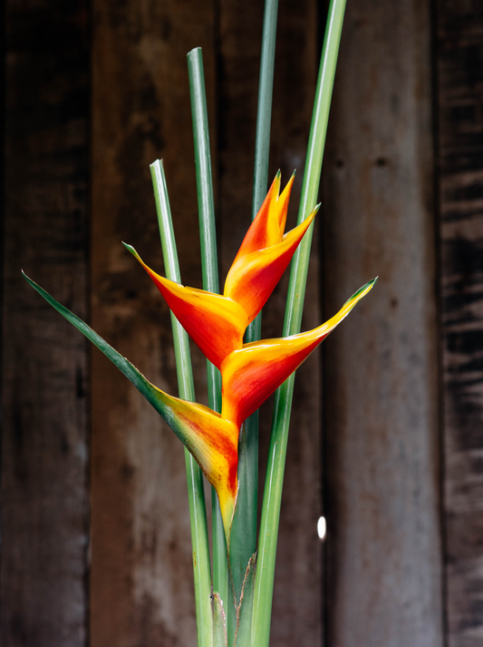 Jacquinii Heliconia Rhizome